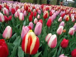 Keukenhof (40)